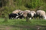 BORDER COLLIE - MOUTONS 101